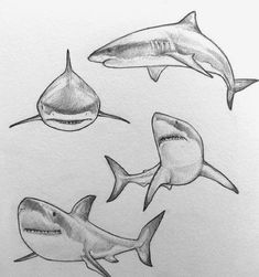 four shark drawings are shown in this drawing