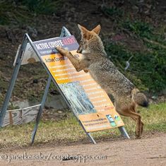 a wolf standing on its hind legs in front of a sign pointing to the left