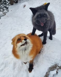 two furry animals standing on top of snow covered ground