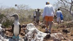 a bird sitting on top of a rock next to some rocks and people walking in the background