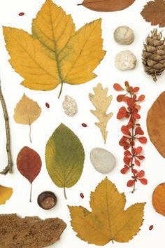 an assortment of autumn leaves and acorns on a white background