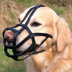 a dog with a muzzle on it's face