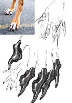 an animal's foot and claws are shown in three different views, including one showing the