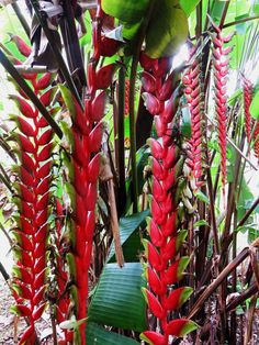 red flowers and green leaves in the jungle