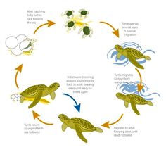 the life cycle of a turtle with different stages and stages to hatch them in it