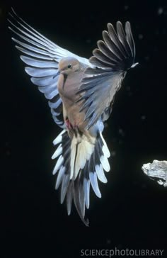 a bird flying in the air with its wings spread