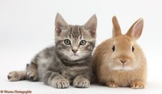 two cats and a bunny are sitting next to each other