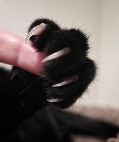 a black cat's paw is being held up to the camera with it's thumb