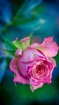 a pink rose with green leaves in the background