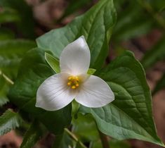 a white flower with yellow stamens on it's center surrounded by green leaves