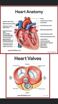 the heart and valves are labeled in two different sections, each with an attached valve