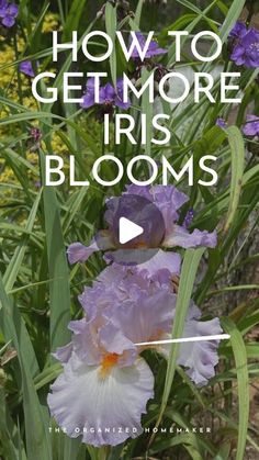 purple and white flowers with text overlay how to get more iris's blooms