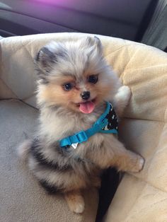 a small dog sitting on top of a couch next to a car seat with it's tongue hanging out