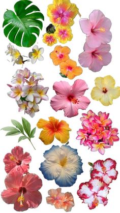 many different types of flowers on a white background