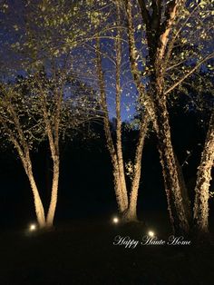 some trees are lit up at night in the dark with lights shining on them and there is no image here to provide a caption