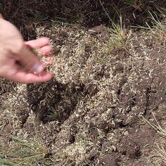 a person holding something in their hand over some dirt