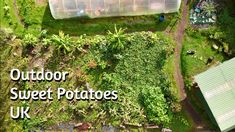 an aerial view of a vegetable garden with the words outdoor sweet potatoes uk