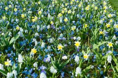 blue and yellow flowers are growing in the grass