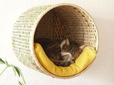 a cat curled up in a basket hanging from the wall on a tweep