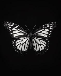 a black and white photo of a butterfly on a dark background with only one wing visible