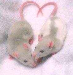 two white mice sitting next to each other in front of a heart on a blanket