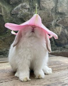 a small white and brown rabbit with a pink flower on its head