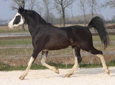 a black and white horse is running in the sand near a fence with trees behind it