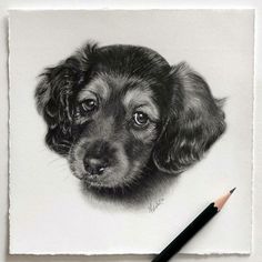 a pencil drawing of a puppy's face on white paper with a black pen