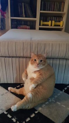 an orange and white cat sitting on top of a rug in front of a book shelf