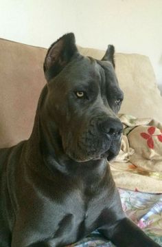 a large black dog laying on top of a couch