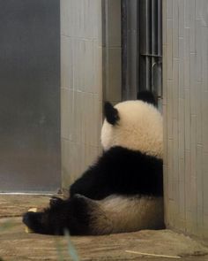 a panda bear laying on the ground in front of a wall with bars attached to it's sides