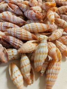 several sea shells are arranged on a white counter top and one is orange, the other has yellow dots