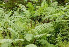 some very pretty green plants in the woods