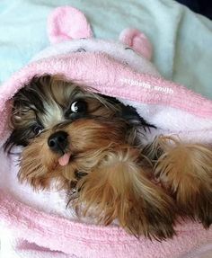 a small brown dog laying on top of a pink towel