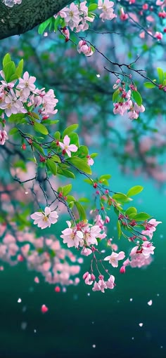 pink flowers are blooming on the branch of a tree in front of a body of water