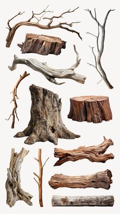 several different types of tree branches and stumps on a white background with no leaves