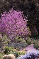 a purple tree in the middle of a garden