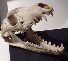 an animal skull is displayed on a black and white background with the lower jaw missing