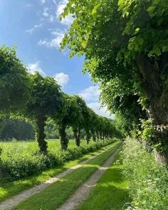 a dirt road surrounded by lush green trees and grass on both sides of the path