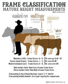 a diagram showing the different types of cows and how they are used to measure them