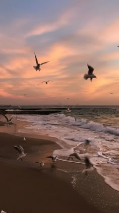 seagulls flying over the beach at sunset