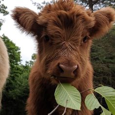 a brown cow standing next to a tree with green leaves on it's nose