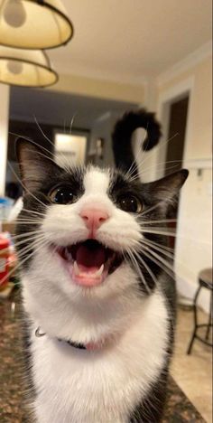 a black and white cat with its mouth open