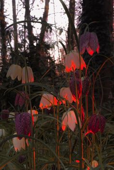 the flowers are blooming in the forest at night, with red light coming from them