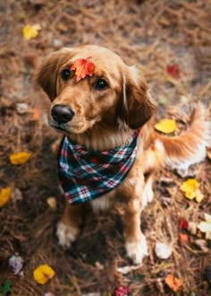 a brown dog wearing a plaid bandana and looking up at the camera with autumn leaves on its head