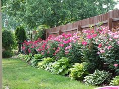 pink flowers line the side of a wooden fence