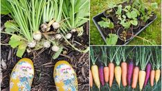 several pictures of carrots and other vegetables growing in the garden, including radishes