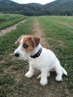 a small white and brown dog sitting on top of a grass covered field next to a dirt road