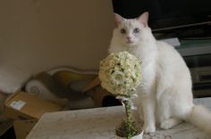 a white cat sitting on top of a table next to a vase filled with flowers