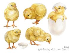 watercolor painting of chickens and an egg